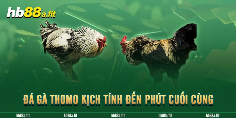 Đá gà Thomo kịch tính đến phút cuối cùng 