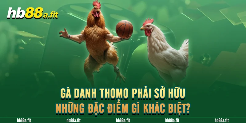 Gà danh Thomo phải sở hữu những đặc điểm gì khác biệt?