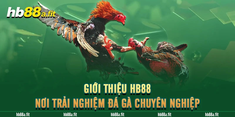 Giới thiệu HB88 – Nơi trải nghiệm đá gà chuyên nghiệp